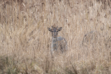 daniele byki i łanie chłopcy dziewczęta poroże łopaty w lesie