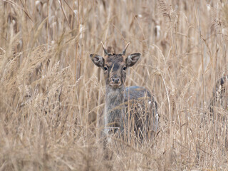 daniele byki i łanie chłopcy dziewczęta poroże łopaty w lesie