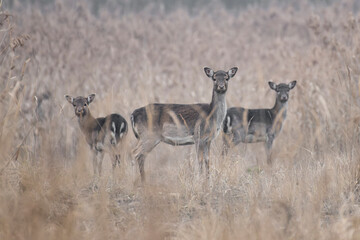 daniele byki i łanie chłopcy dziewczęta poroże łopaty w lesie