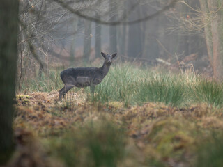 daniele byki i łanie chłopcy dziewczęta poroże łopaty w lesie