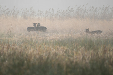 daniele byki i łanie chłopcy dziewczęta poroże łopaty w lesie