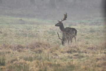 daniele byki i łanie chłopcy dziewczęta poroże łopaty w lesie