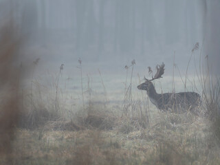 daniele byki i łanie chłopcy dziewczęta poroże łopaty w lesie