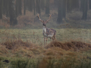 daniele byki i łanie chłopcy dziewczęta poroże łopaty w lesie