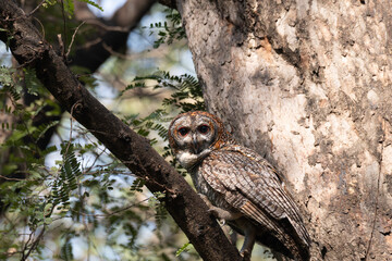Obraz premium A Mottled owl perched on a tree branch in a forest. Detailed close up of a wild nocturnal bird in its natural habitat with a blurred green background.