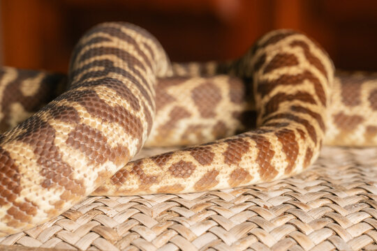 Section of a Stimson's Python body wrapped around itself