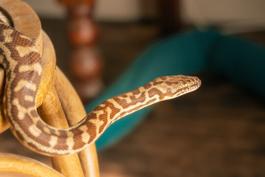 A pet Stimson Python exploring inside home