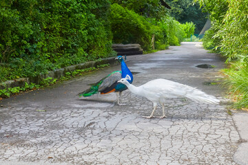 A blue peacock and a rare albino peacock strut around the zoo.
