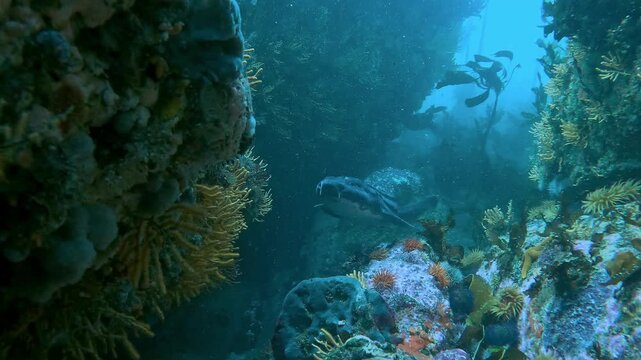 A pyjama shark Scyliorhinus retifer swims calmly toward the diver in daylight. Rare underwater encounter with this normally nocturnal endemic species from South Africa.