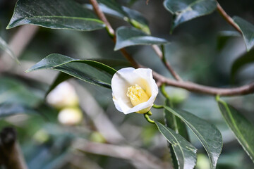 椿「白侘助」　Camellia white wabisuke