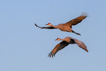 Fototapeta premium Two sandhill cranes (Antigone canadensis) flying in clear sky at sunrise, Goose Island State Park, ARanzas County, Texas, USA