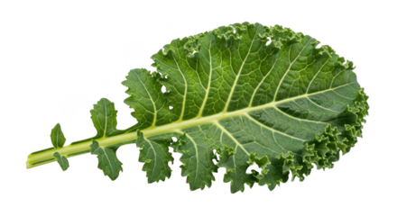 Fresh green kale leaf isolated on transparent background for healthy nutrition concept