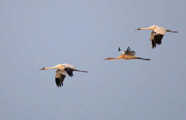 Fototapeta premium A family of whooping cranes (Grus americana) flying from night site to foraging place at dusk of the early morning before sunrise, Aranzas County, Texas, USA.
