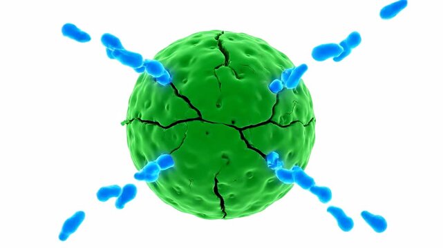 Educational Animation of Antimicrobial Enzyme Lysis Destroying Bacteria
