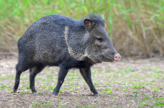 collared peccary (Tayassu [Dicotyles] tajacu) or javelina close up, photographed from low point, Bentsen Rio Grande Valley State park, texas, USA.