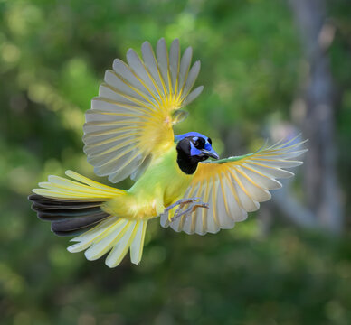 green jay (Cyanocorax luxuosus) in flyght against mosaic background of forest canopy which makes a good camuflage,  Bentsen RIo Grande Valley State Park, Texas, USA.