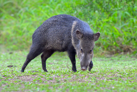collared peccary (Tayassu [Dicotyles] tajacu) or javelina sniffing ground, photographed from low point, Bentsen Rio Grande Valley State park, texas, USA.