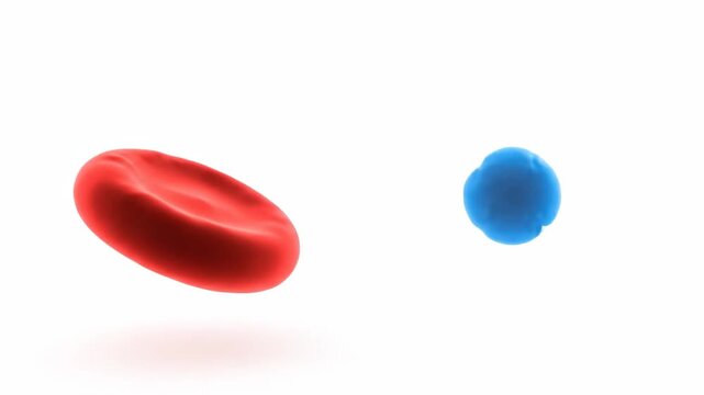 Stem Cell Differentiation into Blood and Neuron Cells Animation