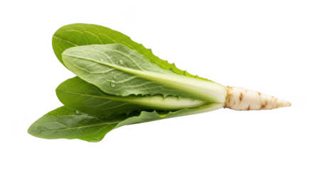 Fresh radish with green leaves isolated on transparent background