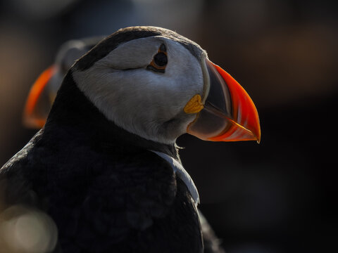 Close-up side profile of an Atlantic Puffin (Fratercula arctica) with dramatic rim lighting highlighting its iconic orange beak against a dark, out-of-focus background.