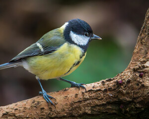 Fototapeta premium Great Tit, Parsus Major, perched and looking for grubs Far Pastures, Rowlands Gill, November 2025