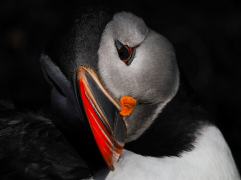 Close-up of an Atlantic Puffin (Fratercula arctica) preening its feathers against a dark background