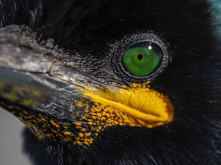 Extreme macro of a European Shag (Gulosus aristotelis) highlighting its emerald green eye and yellow gape