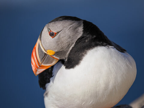 Close-up portrait of an Atlantic Puffin (Fratercula arctica) in breeding plumage, looking down with its iconic colorful beak against a deep blue sea background.
