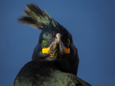 Extreme close-up front portrait of a European Shag (Phalacrocorax aristotelis) featuring a prominent crest and vivid green eyes against a soft blue background.