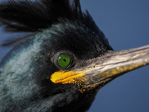 Side profile macro of a European Shag (Phalacrocorax aristotelis) featuring a brilliant emerald eye and yellow facial skin, set against a deep blue sea background in the Farne Islands.