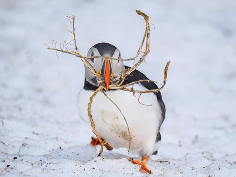 Atlantic Puffin (Fratercula arctica) Carrying Nesting Material in Snow