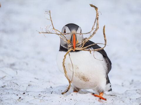 Atlantic Puffin (Fratercula arctica) carrying nesting material in its beak on a snowy ground, Horn&oslash;ya Island, Norway