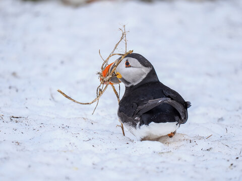 Atlantic Puffin (Fratercula arctica) Carrying Nesting Material in Snow
