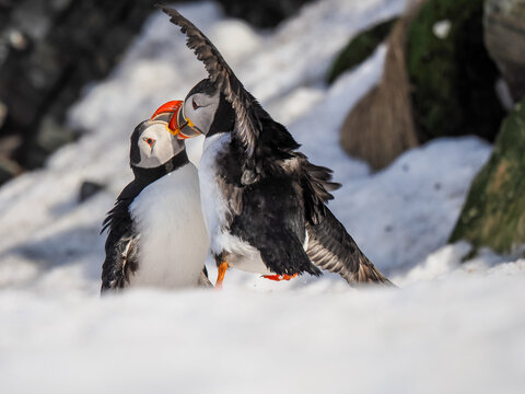 Atlantic Puffins (Fratercula arctica) Billing in Snow on Hornoya