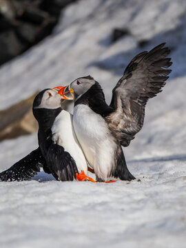 Atlantic Puffins (Fratercula arctica) Billing in Snow on Hornoya