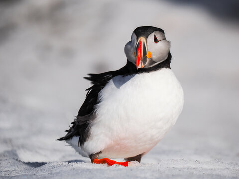 Atlantic Puffin (Fratercula arctica) standing on a snowy ground with soft white background, showcasing its vibrant orange beak and feet in the Arctic.
