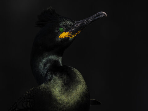European Shag (Gulosus aristotelis) portrait Hornoya copy space