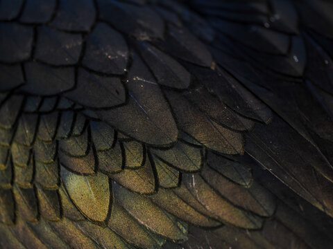 European Shag (Gulosus aristotelis) portrait Hornoya Norway copy space