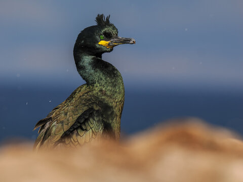 European Shag  (Phalacrocorax aristotelis)with Crest on Rocks, Coastal Background and Copy Space, hornoya