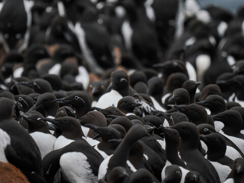 Massive breeding colony of Common Murres (Uria aalge) nesting on the rocky cliffs 