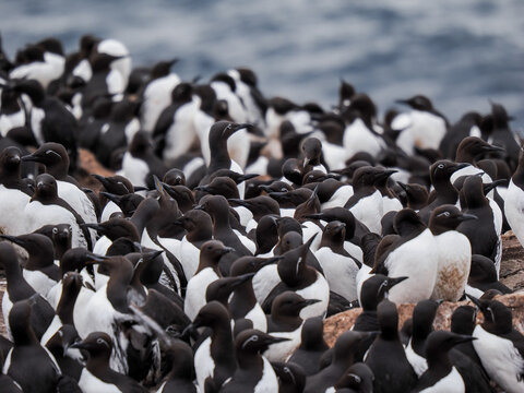 Massive breeding colony of Common Murres (Uria aalge) nesting on the rocky cliffs 