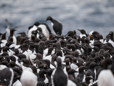Massive breeding colony of Common Murres (Uria aalge) nesting on the rocky cliffs 