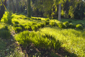 世界周遊アドリア海クルーズ　コルフ島モンレポス