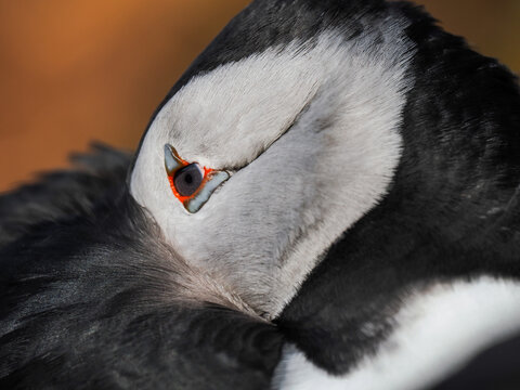 Close-up of a sleeping Atlantic Puffin (Fratercula arctica) with head tucked into feathers on a cliff in Northern Norway.