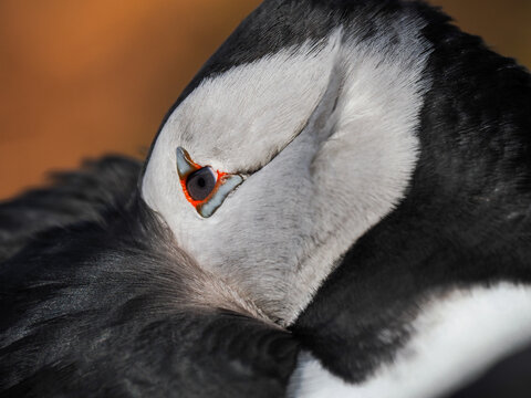 Extreme Macro Portrait of Atlantic Puffin (Fratercula arctica) Showing Detail of Eye and Feathers