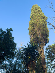 世界周遊アドリア海クルーズ　コルフ島モンレポス