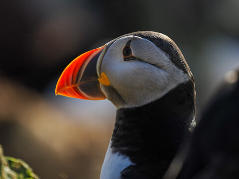 Noble profile of an Atlantic Puffin (Fratercula arctica) in soft natural light against a dark background