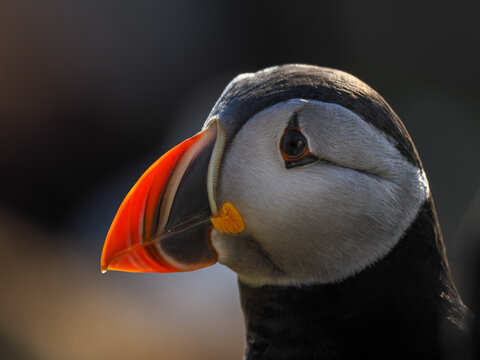 Noble profile of an Atlantic Puffin (Fratercula arctica) in soft natural light against a dark background
