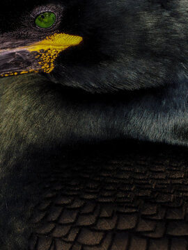 Extreme close-up portrait of a European Shag (Gulosus aristotelis) featuring a striking green eye and iridescent black feathers in Northern Norway.