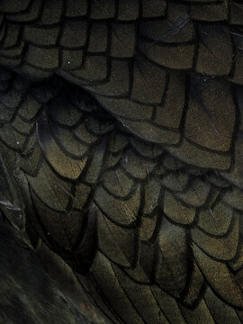 Abstract macro texture of dark iridescent bird feathers with detailed scale pattern from a European Shag in Northern Norway.